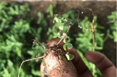 圖片4.png 圖片4.png