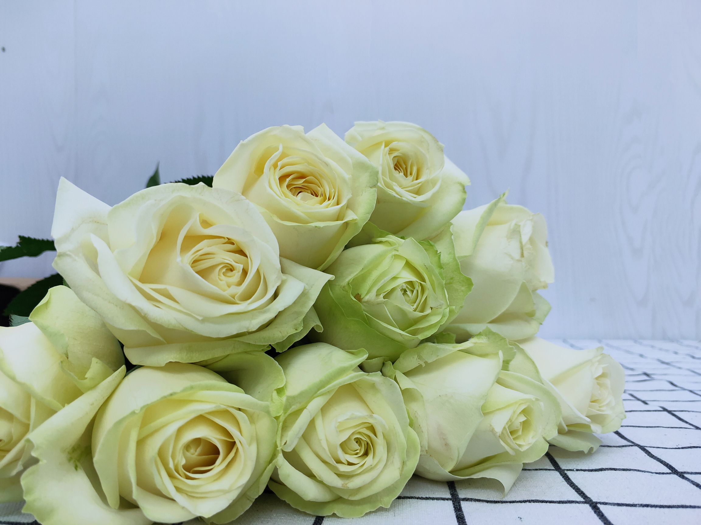 白雪.jpg 白雪.jpg