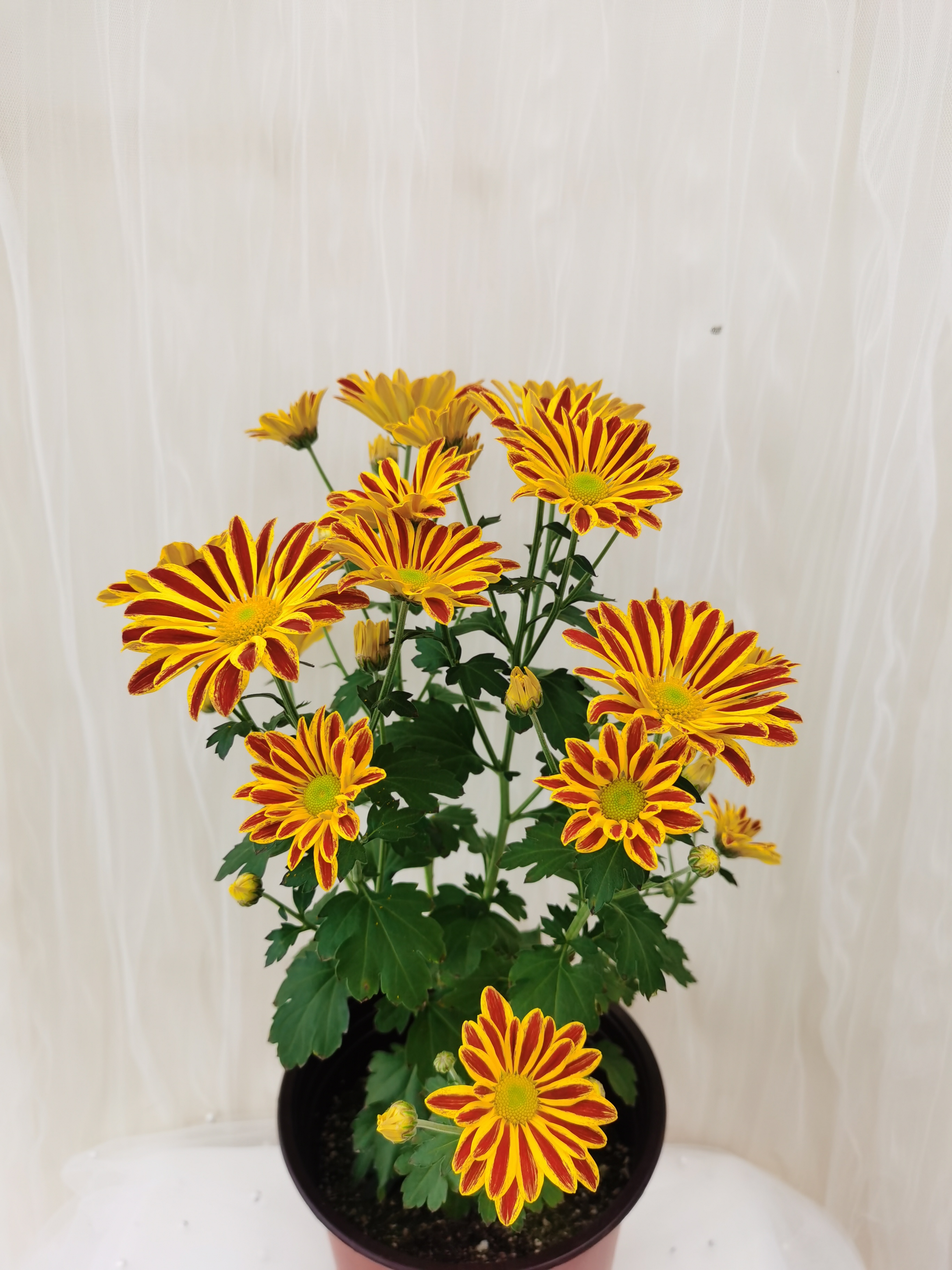 煙花紅(盆栽菊).jpg 煙花紅(盆栽菊).jpg