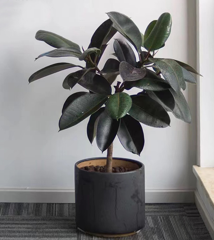 橡膠樹.jpg 橡膠樹.jpg