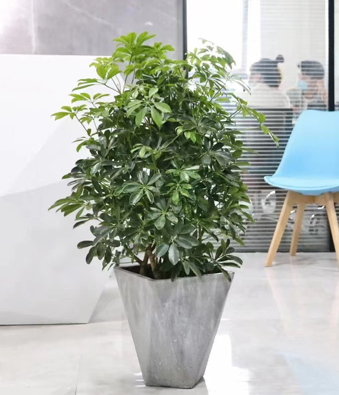 鴨腳木.jpg 鴨腳木.jpg