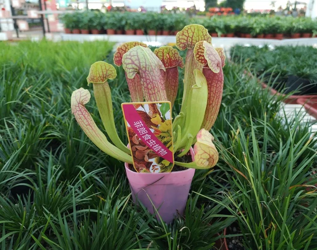 瓶子草.jpg 瓶子草.jpg