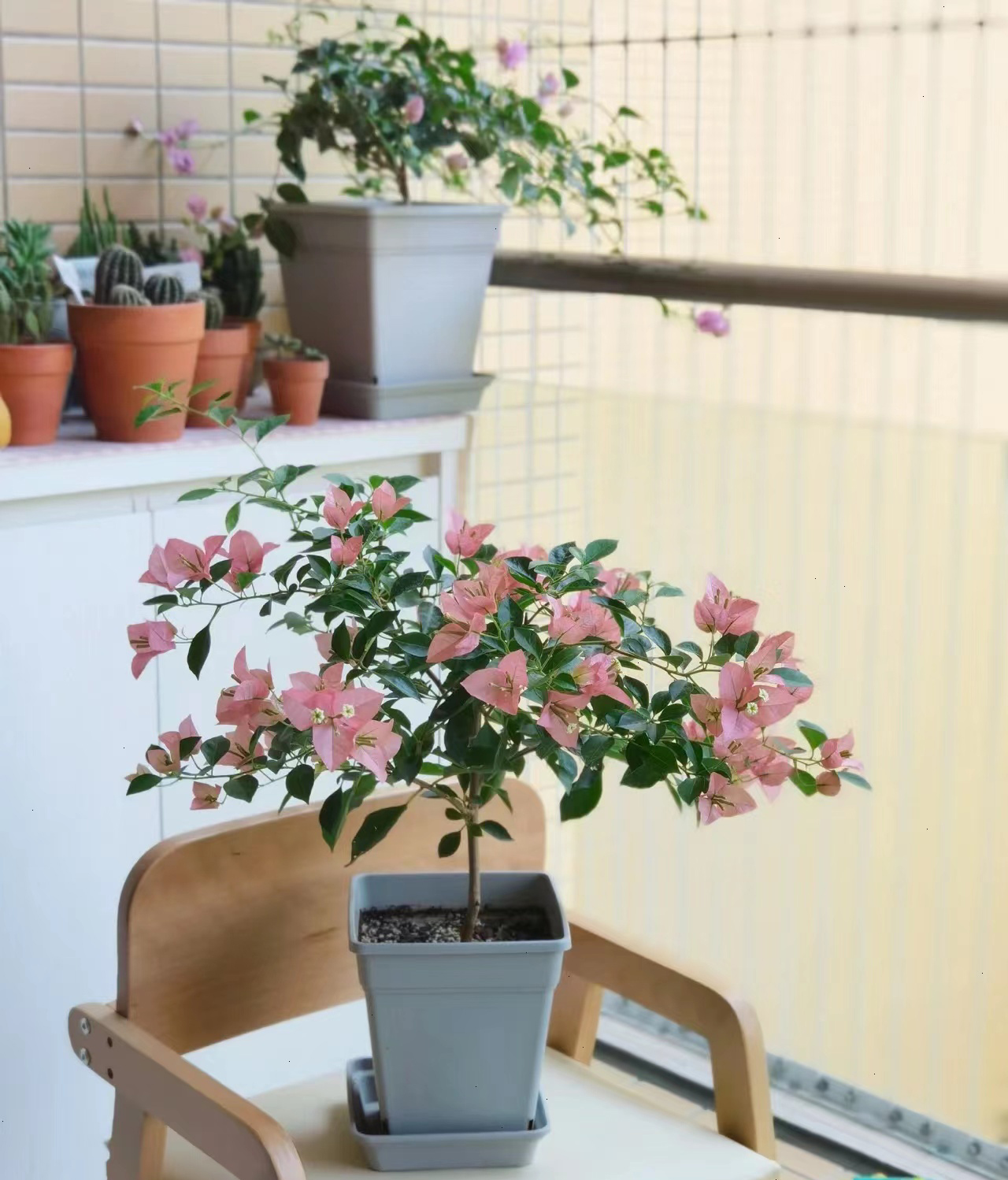 三角梅.jpg 三角梅.jpg